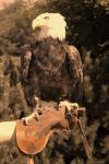 LE SACRE DES AIGLES